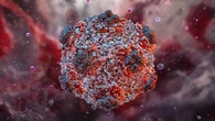 Hantavirus : "Éviter les chaînes de contamination", une médecin répond aux interrogations sur la crise