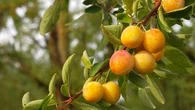 La saison des mirabelles est lancée : comment cultiver ce fruit sucré sur votre balcon en toute simplicité ?
