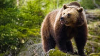 Que faire si vous tombez nez à nez avec un ours en randonnée ?