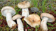 Lactaire jaune et lilas, bolet rubis... Ces champignons à chapeau que vous ne verrez peut-être plus