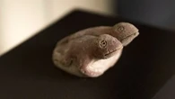 Un trésor vieux de 3.800 ans : pourquoi ces 2 grenouilles d'argile ont ébloui les archéologues au Pérou
