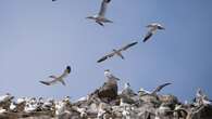 Bretagne : la grippe aviaire décime les oiseaux de la réserve naturelle des Sept-Iles