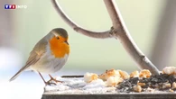 Les erreurs courantes à éviter quand on nourrit les oiseaux en hiver