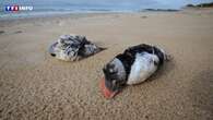 Tempêtes et inondations en France : oiseaux, poissons... les animaux également touchés