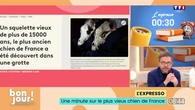 L’expresso : Le plus vieux chien de France, recherche un pharmacien désespérément et Victor Wembanyama s’est rasé le crâne