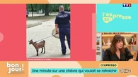 L'expresso : Une chèvre qui voulait se rafraîchir et un mariage pendant le Tour de France