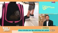 L'expresso : Animaux en avion - Un crachat bénéfique