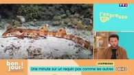 Une nouvelle espèce de requin découverte au large de la Papouasie-Nouvelle-Guinée : il a la particularité de pouvoir "marcher"