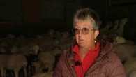 "S'il vient m'attaquer à la maison..." : habitants et éleveurs apeurés après quatre attaques d'ours
