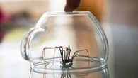 Si vous croisez une araignée chez vous, voici ce qu'il faut faire plutôt que de les relâcher à l'extérieur