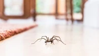 Ces bestioles que l'on chasse de nos maisons, mais qui sont loin d'être inutiles