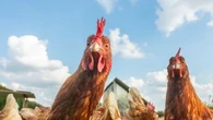 Quelles races de poules privilégier pour mon poulailler ?