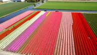 VIDÉO - Tourisme aux Pays-Bas : le somptueux spectacle des champs de fleurs