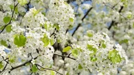 Poirier de Bradford : il est beau, majestueux, mais très invasif… Voici les arbres à planter dans votre jardin pour le remplacer