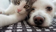 Animaux de compagnie : que change la loi européenne votée par les eurodéputés ?