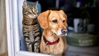 Dans ces cas très précis, un propriétaire peut refuser la location d'un logement à cause de vos animaux de compagnie