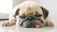 Ces races de chiens sont réputées pour dormir (beaucoup) plus que les autres