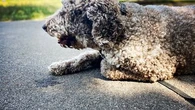 À partir de quelle température faut-il être vigilant et éviter de promener son chien ? Un vétérinaire nous répond