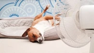 Tapis réfrigérant, aliments qui hydratent... Les astuces d'une vétérinaire pour aider son chat ou son chien pendant la canicule