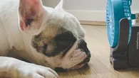 Fortes chaleurs : astuces et conseils pour rafraîchir les animaux et les inciter à s’hydrater quand les températures grimpent