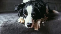 Ces quatre astuces vont vous permettre d'enlever efficacement les poils d'animaux sur votre canapé
