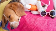 Est-ce qu'on peut mettre de la crème solaire à son chien ou son chat pour les protéger ?
