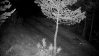 Brebis tuées par des loups : ces bénévoles qui dorment avec les troupeaux pour les protéger