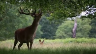"Une fois que le cervidé aura fait le tour, l'arbre mourra" : faute de prédateurs, ces animaux se nourrissent d'écorces, de racines... et détruisent la forêt