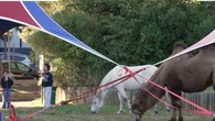 Cirques : faut-il déjà interdire les animaux ?