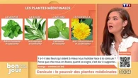 "On les utilise depuis la nuit des temps" : une diététicienne nous parle des bienfaits des plantes pendant la canicule