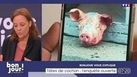 Bonjour vous explique : Têtes de cochon, l'enquête ouverte