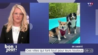 "Si les chiens ne sont pas acceptés, les maîtres iront ailleurs" : le toutourisme est en plein essor et certaines villes font tout pour séduire les vacanciers à quatre pattes