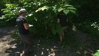 Renouée exotique, Jussie d'eau : des plantes invasives aux vertus insoupçonnées