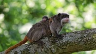 "Une perte de chance de vie de quasi 100%" : angoisse et incompréhension au zoo de La Palmyre après le vol de deux bébés singes