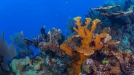 Corail jaune, oursin diadème, Charonia lampas… 36 invertébrés marins ajoutés à la liste des espèces protégées