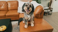 Comment éliminer l’odeur d’un chien dans une maison ? Voici la routine simple à mettre en place