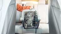 Quelles sont les règles à respecter quand on transporte son animal en voiture ? Les conseils d’une vétérinaire pour un trajet serein