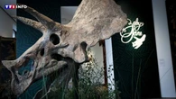 PHOTO - Un rarissime crâne de tricératops mis en vente fin novembre à Paris