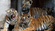 Allemagne : un zoo euthanasie trois tigreaux délaissés par leur mère