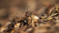 GPS, aération des sols, dépistage du cancer... Cinq bonnes raisons de détester un peu moins les fourmis