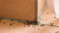 Ces solutions naturelles vont vous aider à vous débarrasser des fourmis sans insecticides