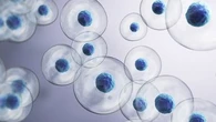 On a réussi à inverser le vieillissement des cellules sur des macaques : quelles promesses pour la médecine ?