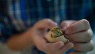 "Un poussin à quatre roues motrices" : un éleveur brésilien découvre un jeune oiseau né avec deux pattes supplémentaires