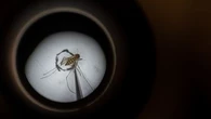 "Un signal d'alarme" : en Écosse, le virus tropical Usutu sous haute surveillance