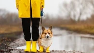 Une vétérinaire livre ses conseils pour promener son chien sous la pluie