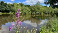Slow tourisme : explorez la Sologne à pied avec le paisible GR®31