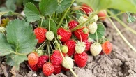 Pourquoi vos fraises pourrissent avant même la récolte ?