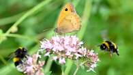 VIDÉO - Comment faire revenir les insectes dans son jardin (et pourquoi c'est crucial) ?