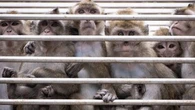 États-Unis : des singes, rescapés d'un accident de la route, abattus à tort par la police
