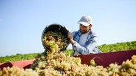 "Ça a brûlé carrément" : les vendanges 2025 moins bonnes qu'espéré, affectées par le climat